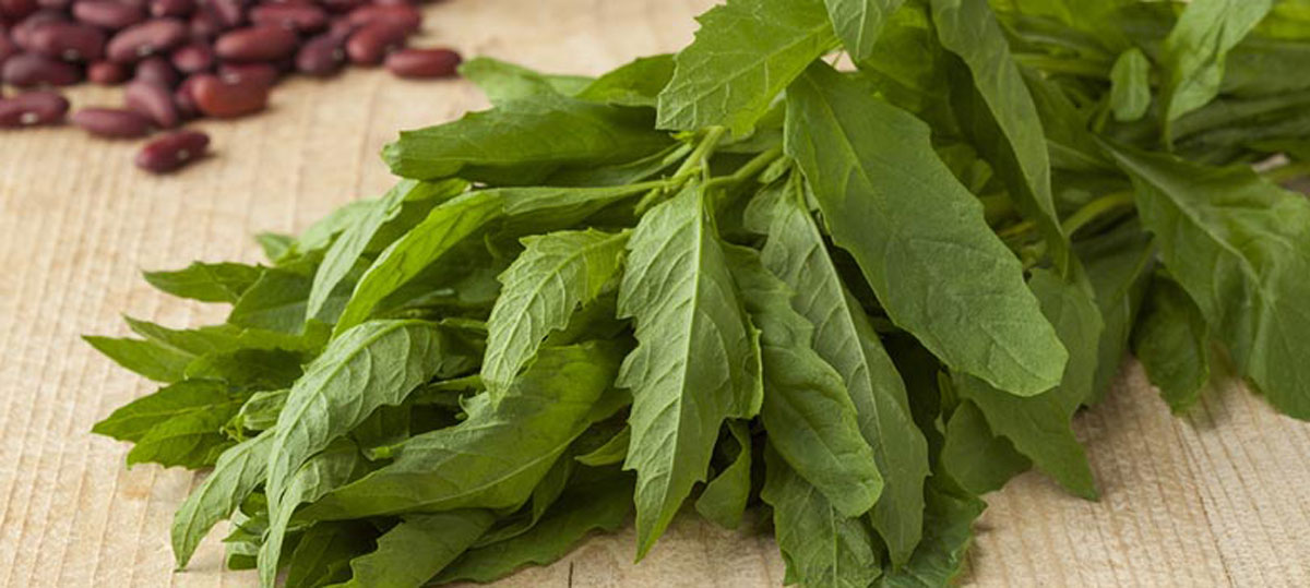 Epazote, el ingrediente que transforma los sabores