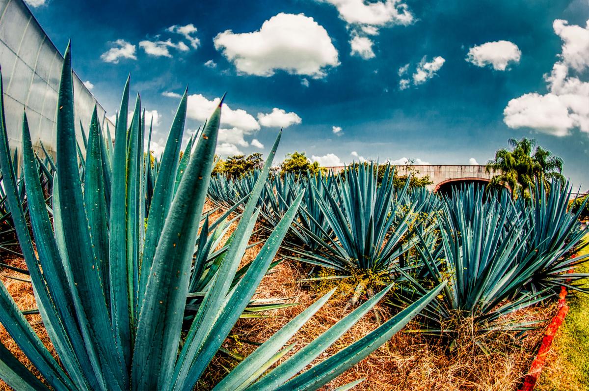 Tequila, una de las bebidas mexicanas más conocida
